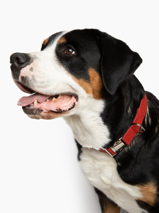 Vegan Dog Collar (Large Breeds).