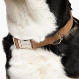 Vegan Dog Collar (Large Breeds).