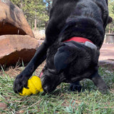NEW! Honey Bear Treat Dispenser - Yellow.