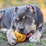 NEW! Magnum Black ID Gear Treat Pocket Durable Rubber Treat Holder and Chew Toy.