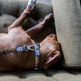 Flame Thrower | Collar.