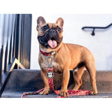 Monogram Hype | Collar.