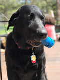 ID Bone Durable Rubber Chew Toy and Treat Dispenser - Medium - Blue.
