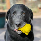 NEW! Honey Bear Treat Dispenser - Yellow.