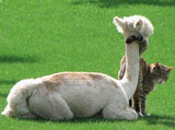 PacaPaws Felted Alpaca Cat Toys.