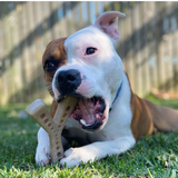 SP MOD Wishbone Ultra Durable Nylon Dog Chew Toy for Aggressive Chewers - Brown.
