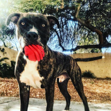 MKB Heart on a String Ultra-Durable Durable Rubber Chew Toy, Reward Toy, Tug Toy, and Retrieving Toy - Large - Red.