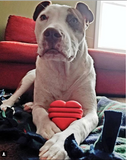 MKB Heart on a String Ultra-Durable Durable Rubber Chew Toy, Reward Toy, Tug Toy, and Retrieving Toy - Large - Red.