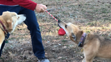 MKB Heart on a String Ultra-Durable Durable Rubber Chew Toy, Reward Toy, Tug Toy, and Retrieving Toy - Large - Red.