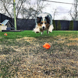 SP Crazy Bounce Ultra Durable Rubber Chew & Retrieving Toy - Large - Orange Squeeze.