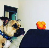 SP Crazy Bounce Ultra Durable Rubber Chew & Retrieving Toy - Large - Orange Squeeze.