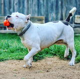 SP Crazy Bounce Ultra Durable Rubber Chew & Retrieving Toy - Large - Orange Squeeze.
