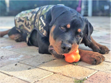SP Crazy Bounce Ultra Durable Rubber Chew & Retrieving Toy - Large - Orange Squeeze.