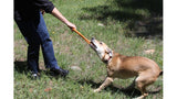 SP Pop Top Rubber Tug Toy for Interactive Play - Orange Squeeze.
