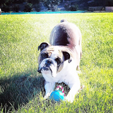 USA-K9 Cherry Bomb Durable Rubber Chew Toy, Treat Dispenser, Reward Toy, Tug Toy, and Retrieving Toy.