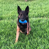 USA-K9 Grenade Durable Rubber Chew Toy, Treat Dispenser, Reward Toy, Tug Toy, and Retrieving Toy.