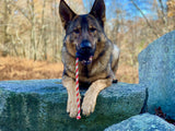 USA-K9 Magnum Skull Durable Rubber Chew Toy, Treat Dispenser, Reward Toy, Tug Toy, and Retrieving Toy - Black Magnum.