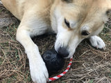 USA-K9 Magnum Skull Durable Rubber Chew Toy, Treat Dispenser, Reward Toy, Tug Toy, and Retrieving Toy - Black Magnum.