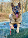 USA-K9 Magnum Skull Durable Rubber Chew Toy, Treat Dispenser, Reward Toy, Tug Toy, and Retrieving Toy - Black Magnum.