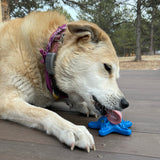 Starfish Ultra Durable Nylon Dog Chew Toy for Aggressive Chewers.