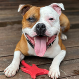 SP Electric Guitar Ultra Durable Nylon Dog Chew Toy for Aggressive Chewers - Red.