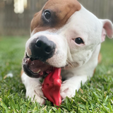 Starfish Ultra Durable Nylon Dog Chew Toy for Aggressive Chewers.