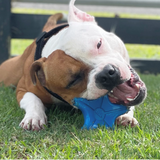 Starfish Ultra Durable Nylon Dog Chew Toy for Aggressive Chewers.